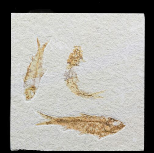 Bargain Knightia Fossil Fish Multiple - Wyoming #39435